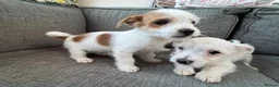 Mixed Breed dogs for sale: Jack Russel terriers  - Advert 5