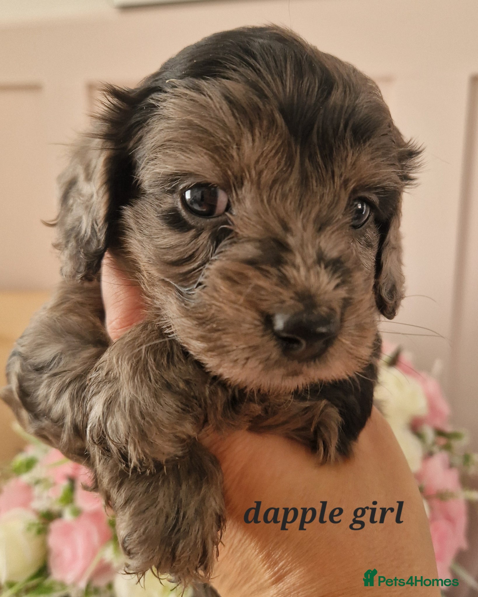 Doxiepoo dogs Daxipoo puppies  - Advert 2