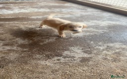 Mixed Breed dogs for sale: Beautiful Sprizla Puppies  - Image 20