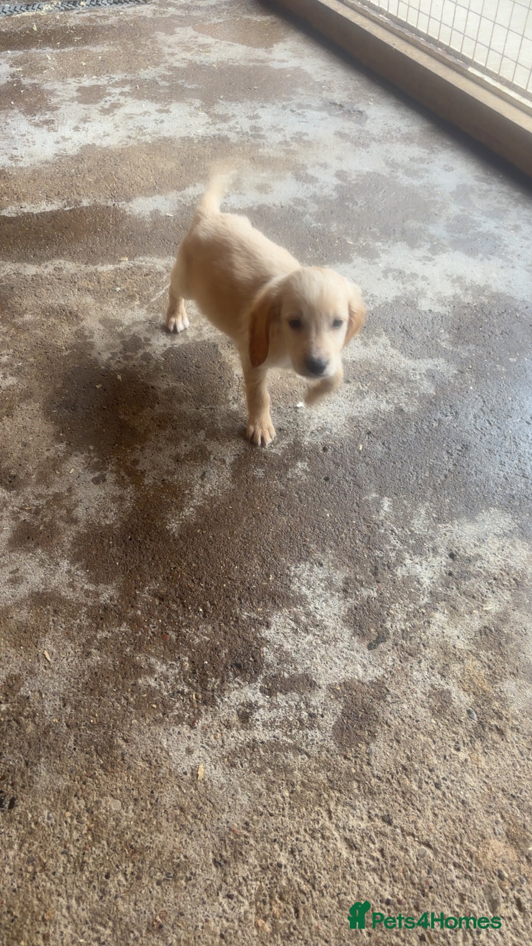 Mixed Breed dogs for sale: Beautiful Sprizla Puppies  - Image 20