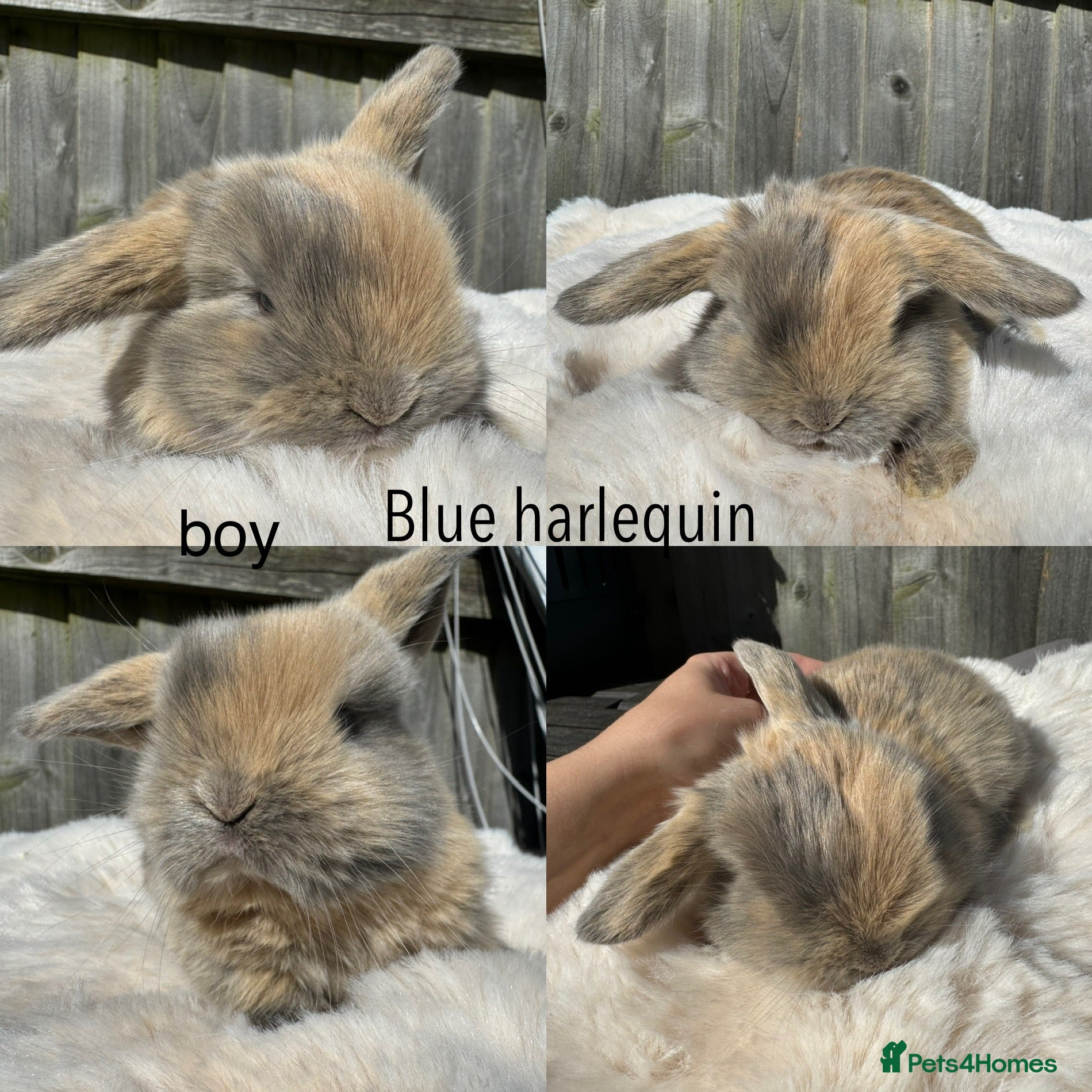 Mini Lop rabbits Pure mini Lops  - Advert 15