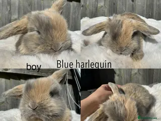 Mini Lop rabbits Pure mini Lops - Advert 15