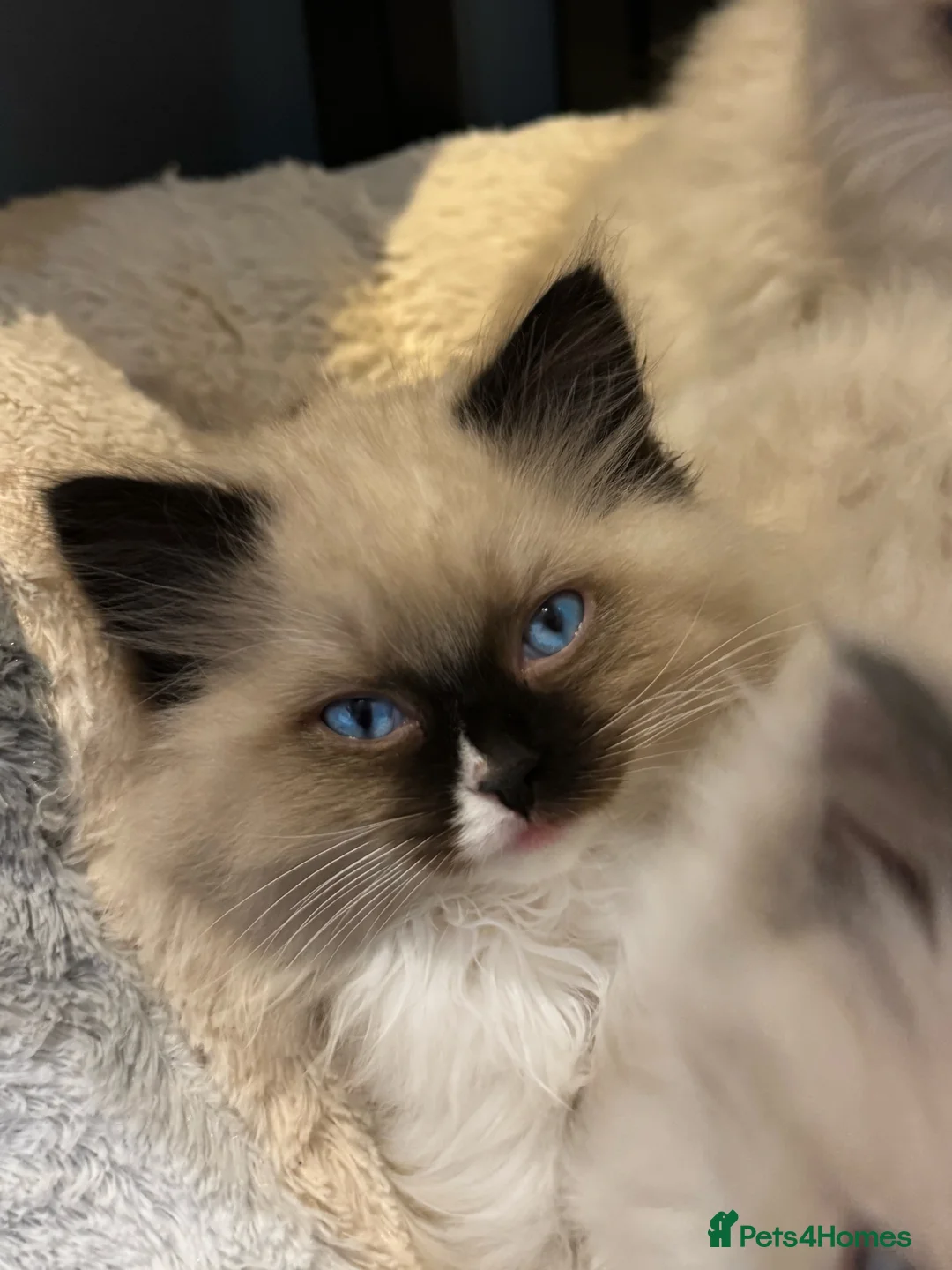 Ragdoll cats for sale: READY NOW TICA ACTIVE Kittens, European bi-colour - Advert 14