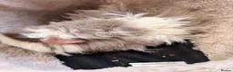 Guinea Pig rodents for sale: LOVELY BABY GUINEA PIGS - Advert 15