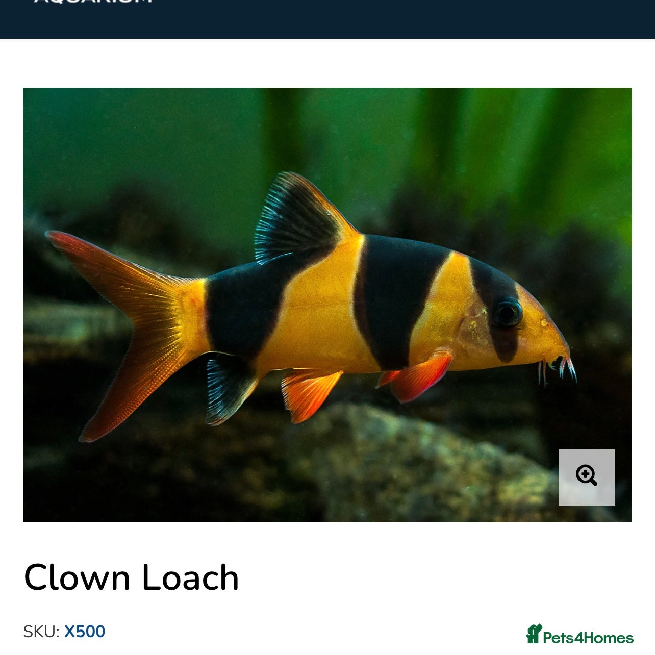 Loaches fish Clown Loaches - Advert 1