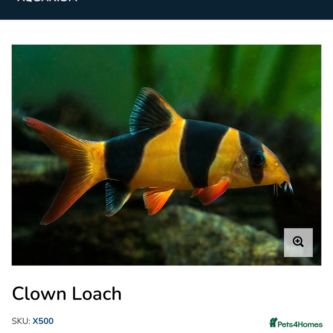 Loaches fish for sale: Clown Loaches - Advert 1