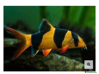 Loaches fish Clown Loaches - Advert 1