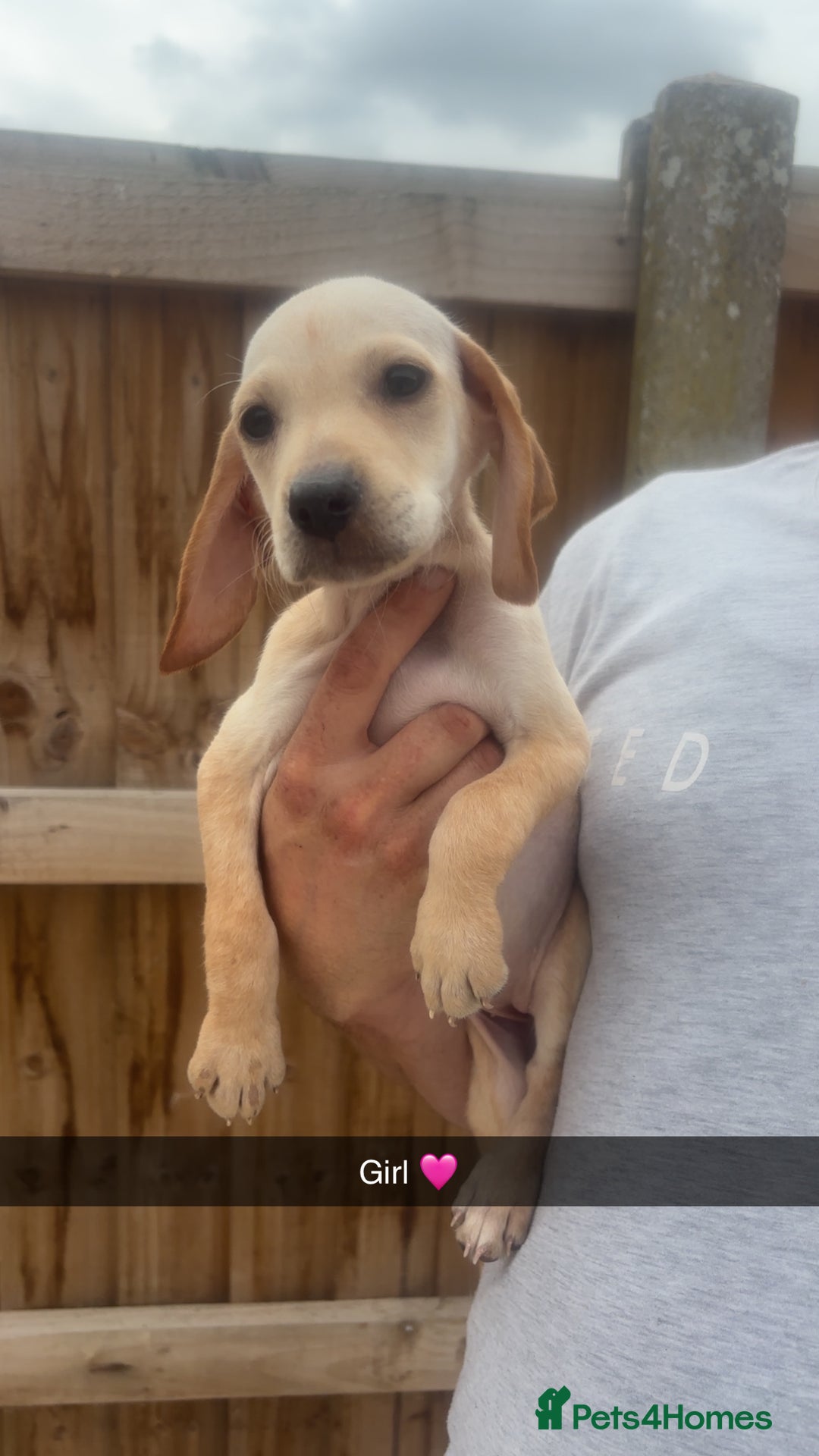 Mixed Breed dogs for sale: Beautiful Sprizla Puppies  - Image 25