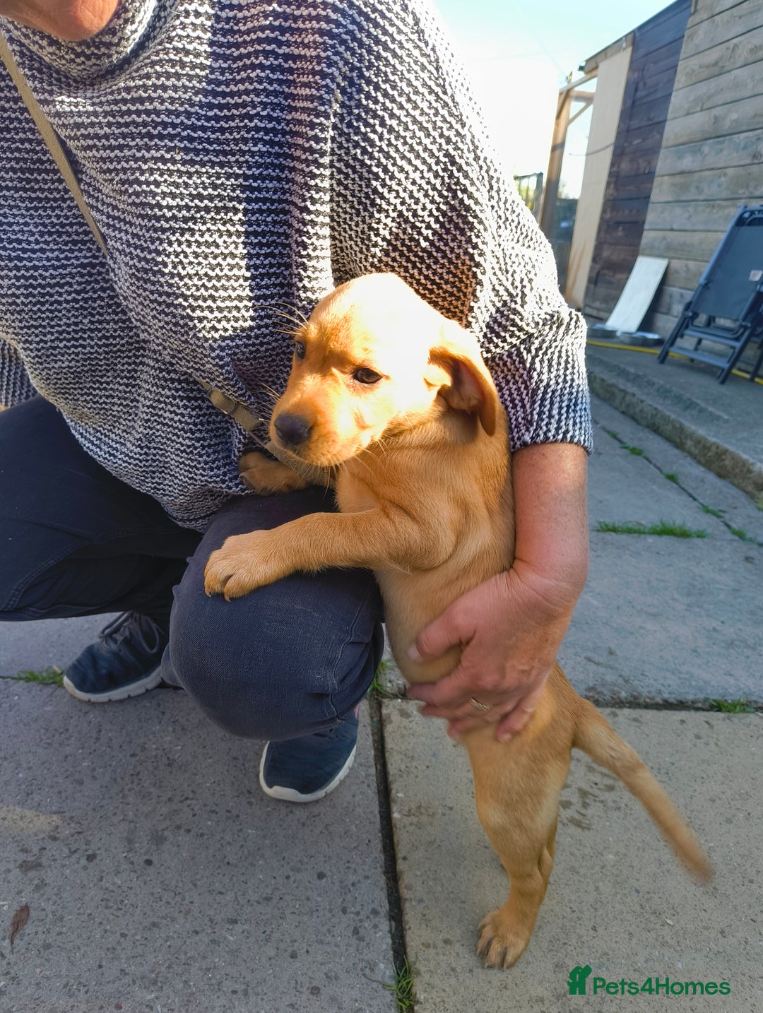 Labrador Retriever dogs for sale: Working lab pups - Image 6