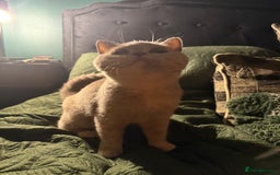 British Shorthair cats for sale: Ready nowBeautiful lilac tortie kitten - Image 4