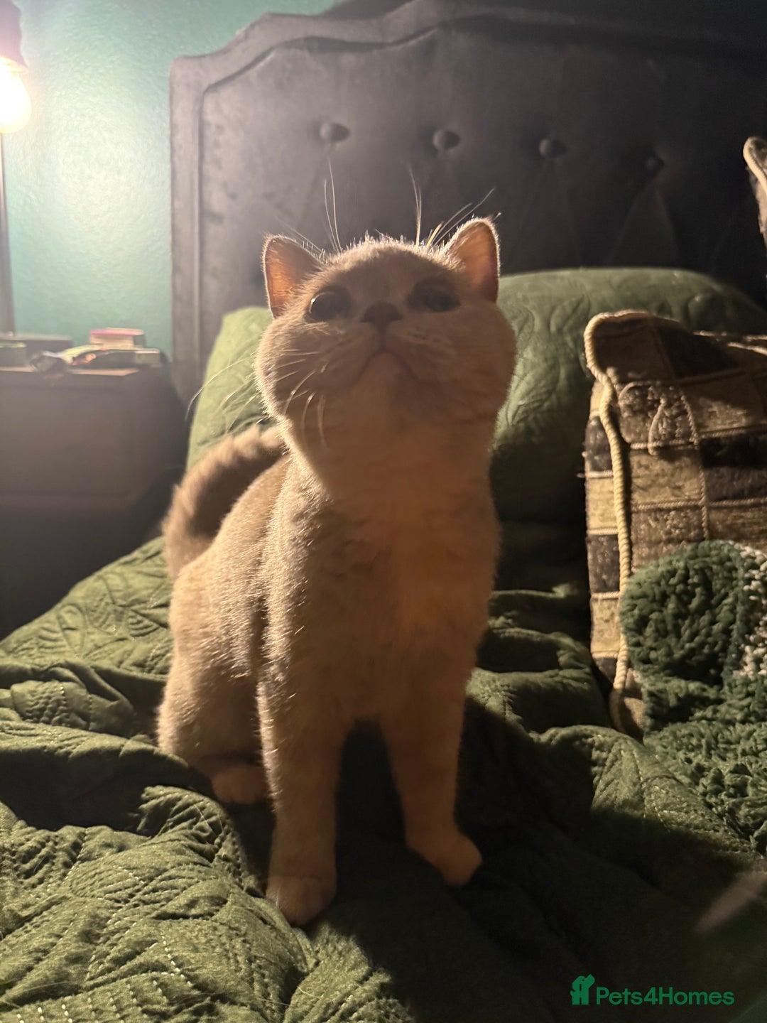 British Shorthair cats for sale: Ready nowBeautiful lilac tortie kitten - Image 4