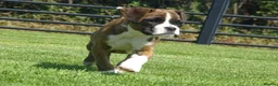 Boxer dogs for sale: Beautiful boxer puppy  - Advert 8