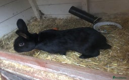 Alaska rabbits for sale: Alaskan rabbits  - Image 5