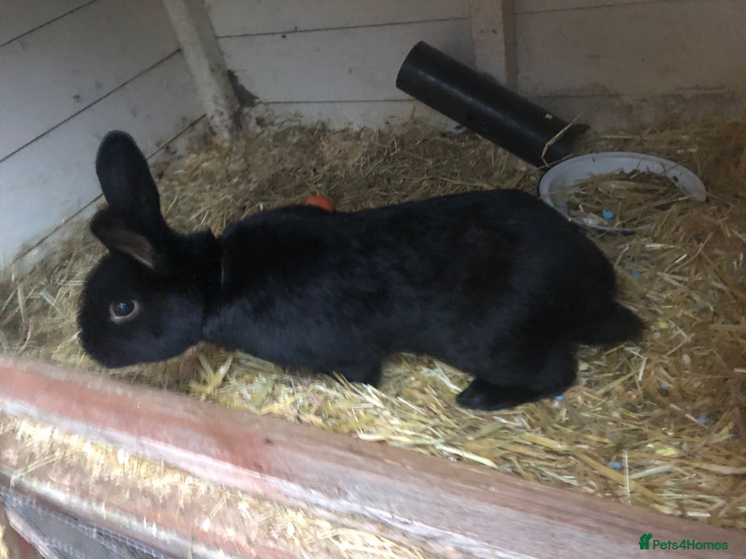 Alaska rabbits for sale: Alaskan rabbits  - Image 5