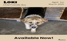 Mixed Breed dogs for adoption: Loki, 1 yr old, male. Reserved stc.  in Brixham - Image 3