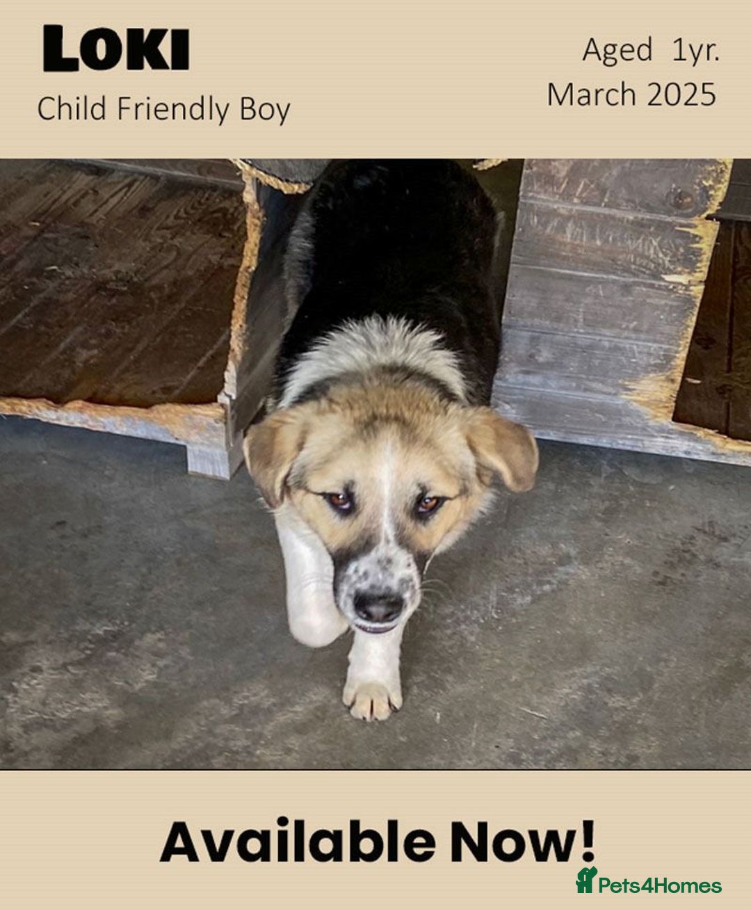 Mixed Breed dogs for adoption: Loki, 1 yr old, male. Reserved stc.  in Brixham - Image 3
