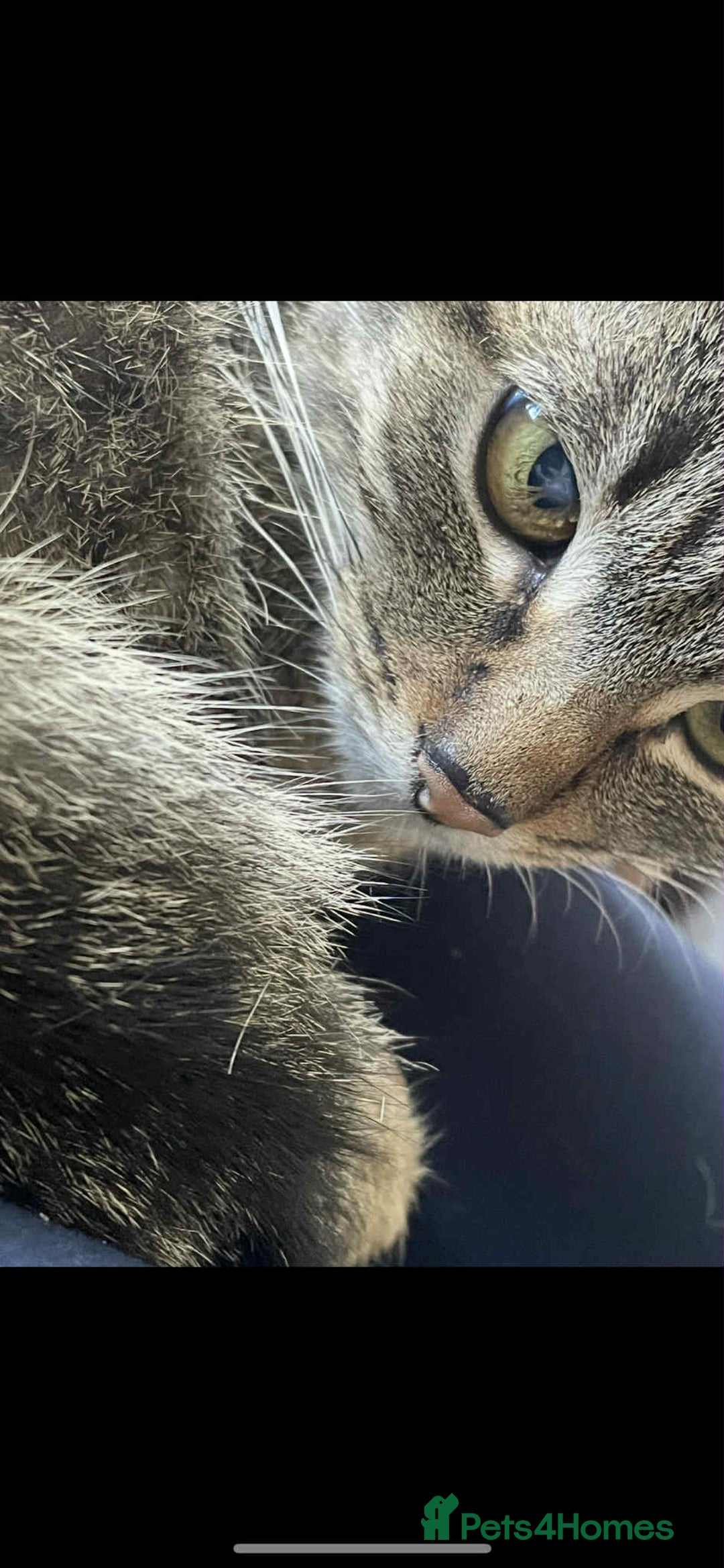 Domestic Shorthair cats for sale: Semi feral FEMALE cat  - Image 1