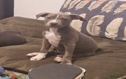 Mixed Breed dogs for sale: Blue and blue brindle staffy x bulldog  - Image 5