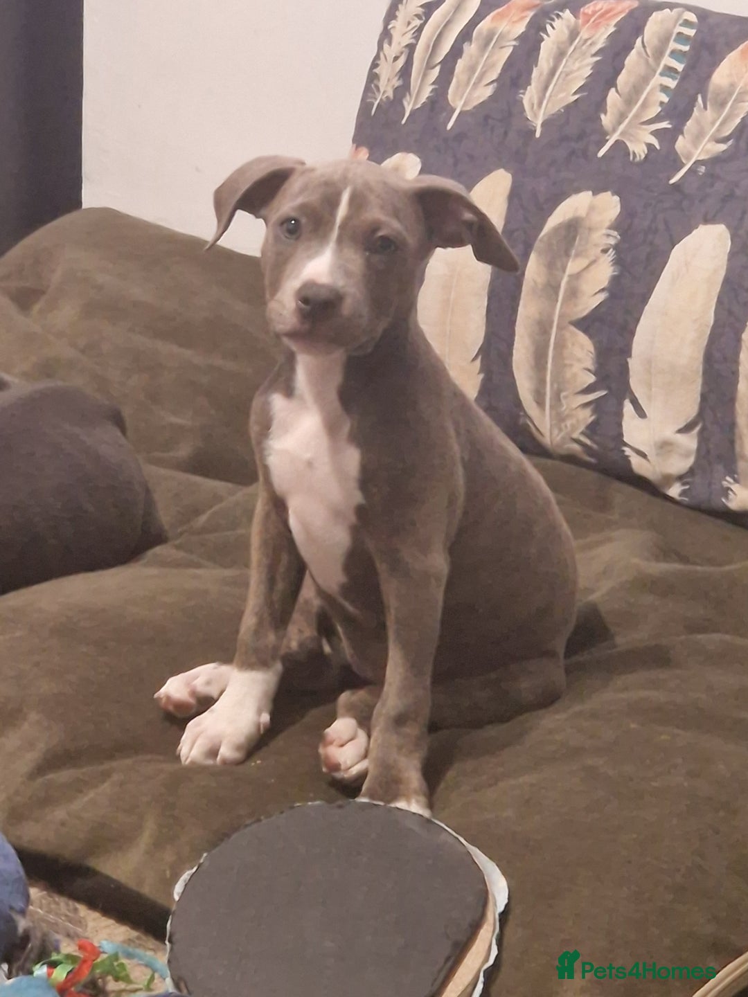 Mixed Breed dogs for sale: Blue and blue brindle staffy x bulldog  - Image 5