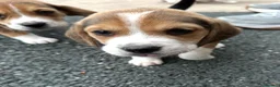 Beagle dogs for sale: Quality Foot Beagle Puppies - Advert 2