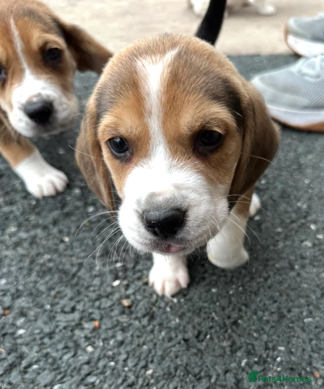 Beagle dogs for sale: Quality Foot Beagle Puppies - Advert 2