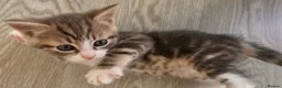 British Shorthair cats for sale: Male kitten grey white and cream - Advert 4