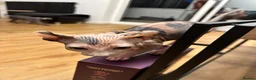 Sphynx cats for sale: Dolce the girl - Advert 15