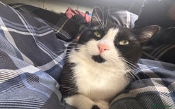 British Shorthair cats for sale: URGENT free - rehoming my beautiful cat <3 - Image 5