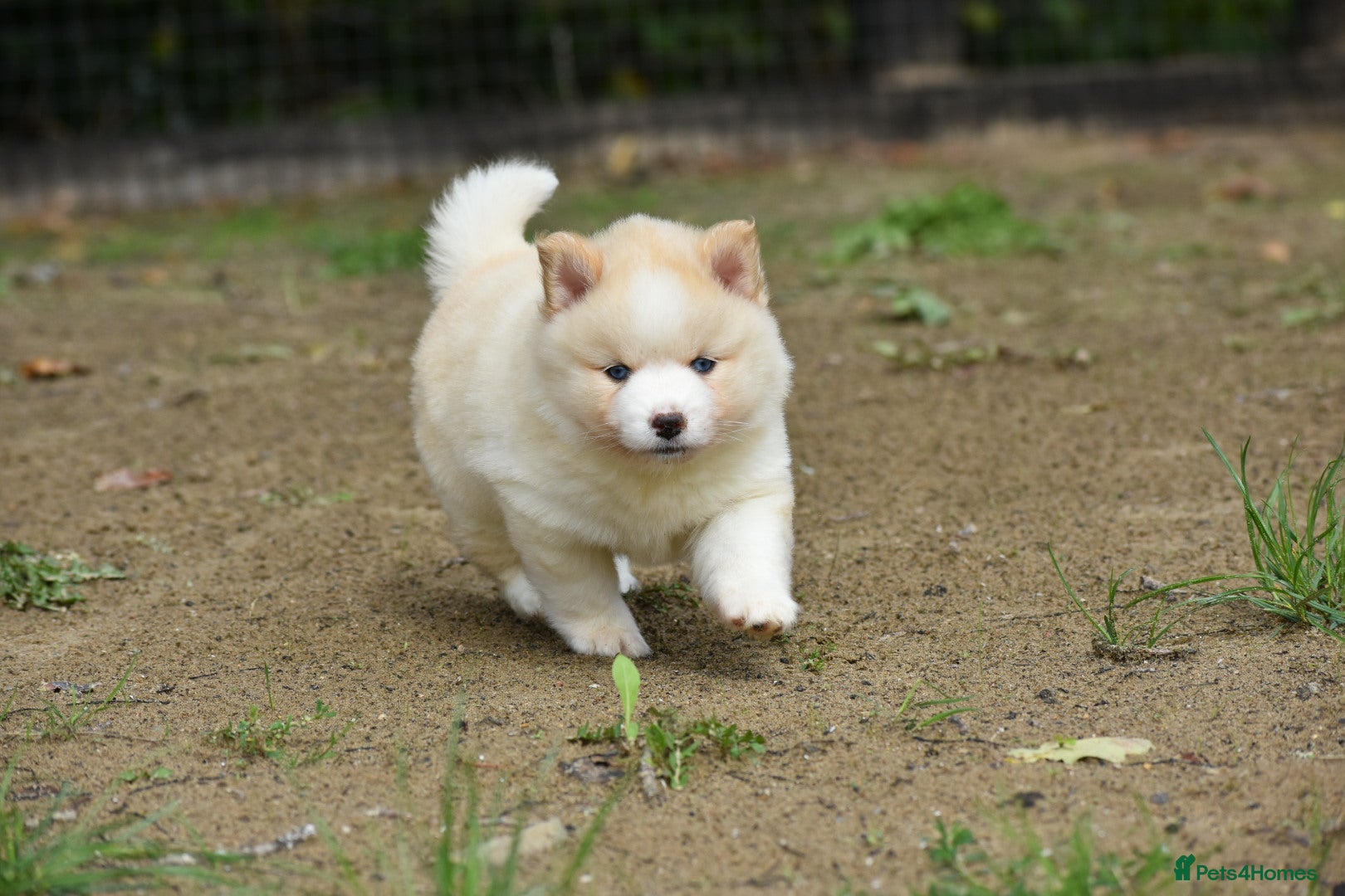 Pomsky dogs Genuine Celtic Star F3 Pomskies Available  - Advert 2