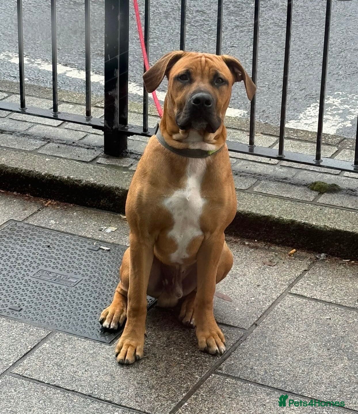 Mixed Breed dogs Boerboel cross, loyal male experienced homes only - Advert 2