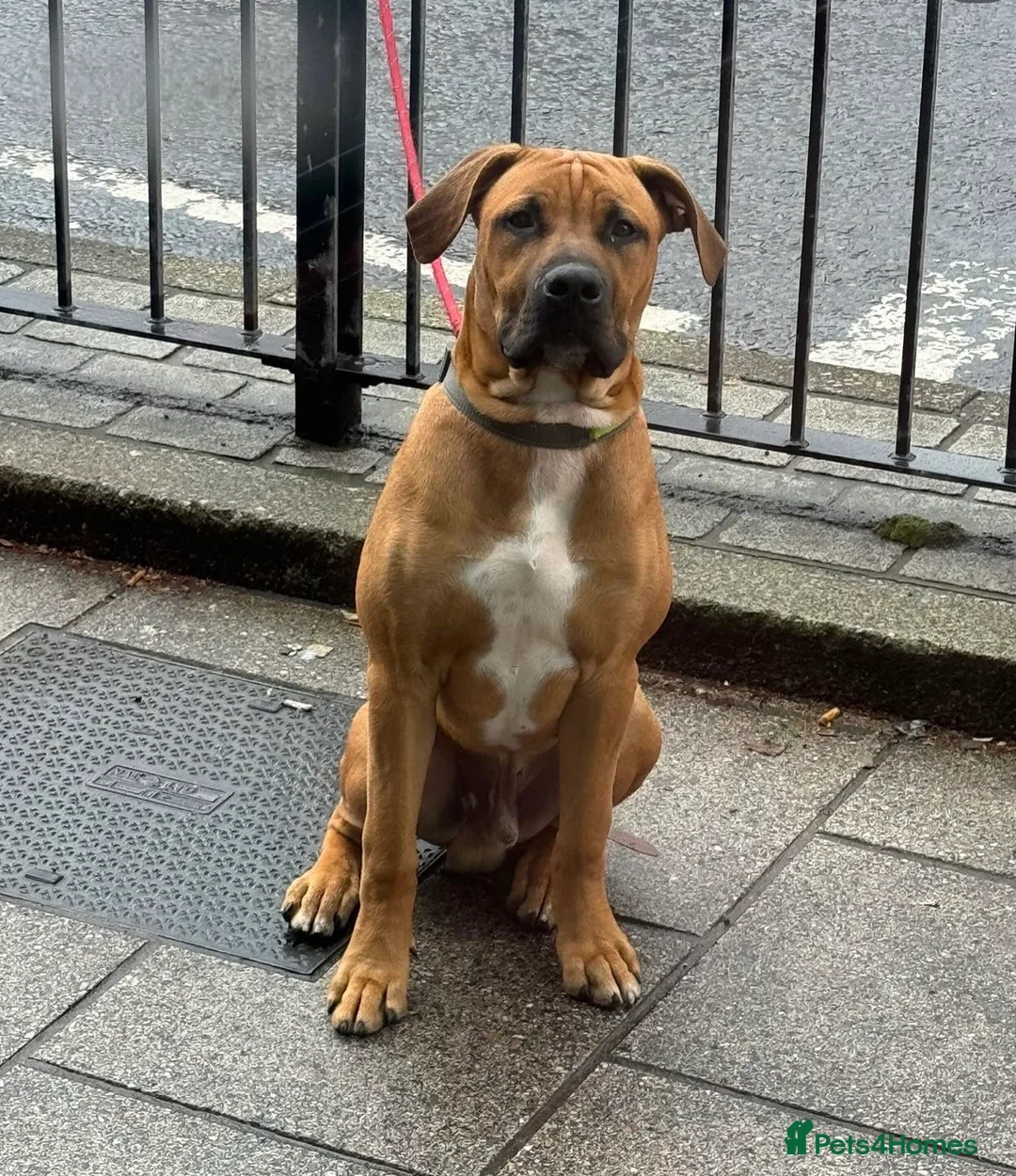 Mixed Breed dogs for sale: Boerboel cross, loyal male experienced homes only - Advert 2