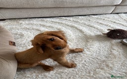 Cocker Spaniel dogs for sale: 14 Week Old Cocker Spaniel Puppy - Image 8