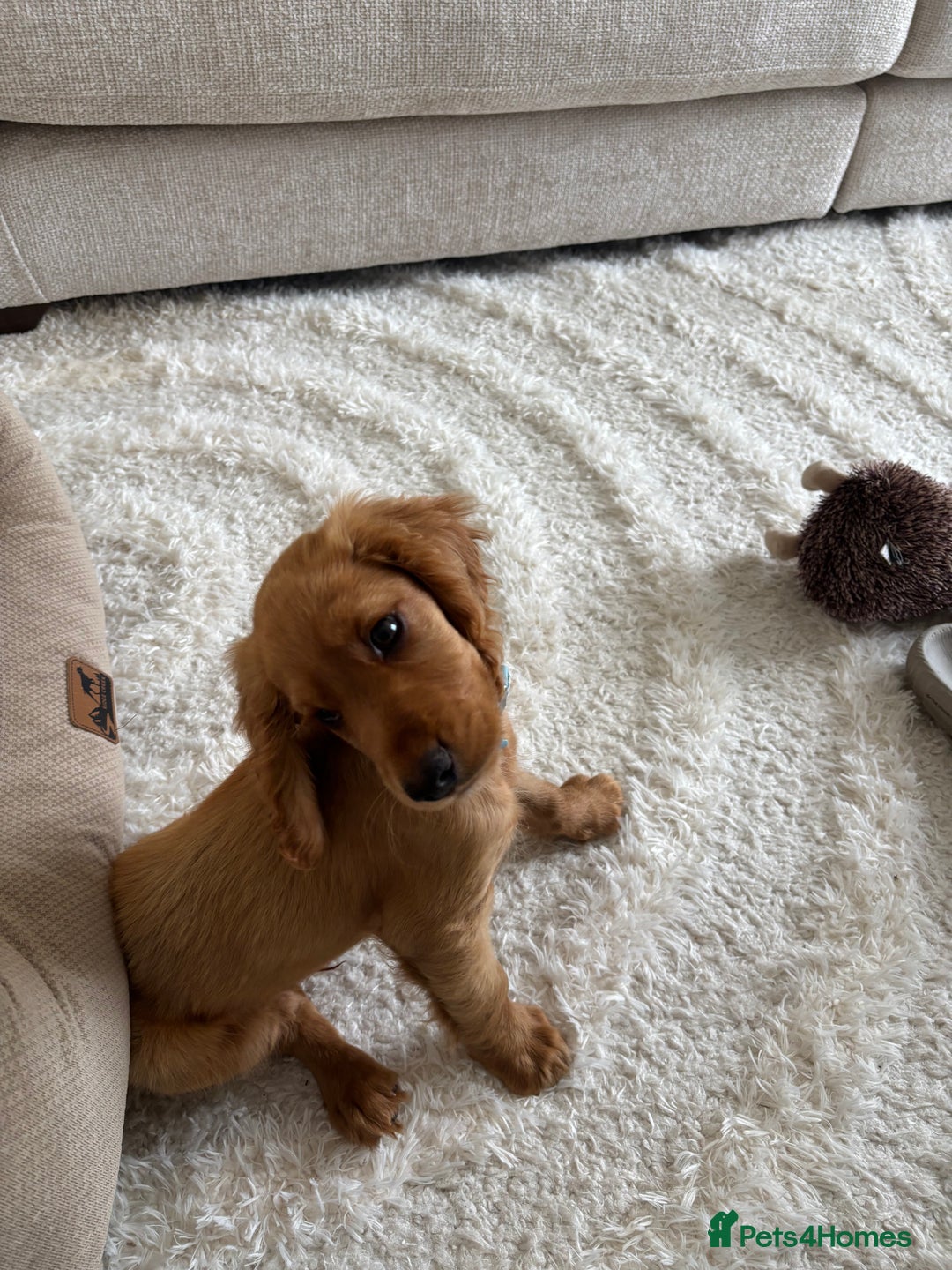 Cocker Spaniel dogs for sale: 14 Week Old Cocker Spaniel Puppy - Image 8