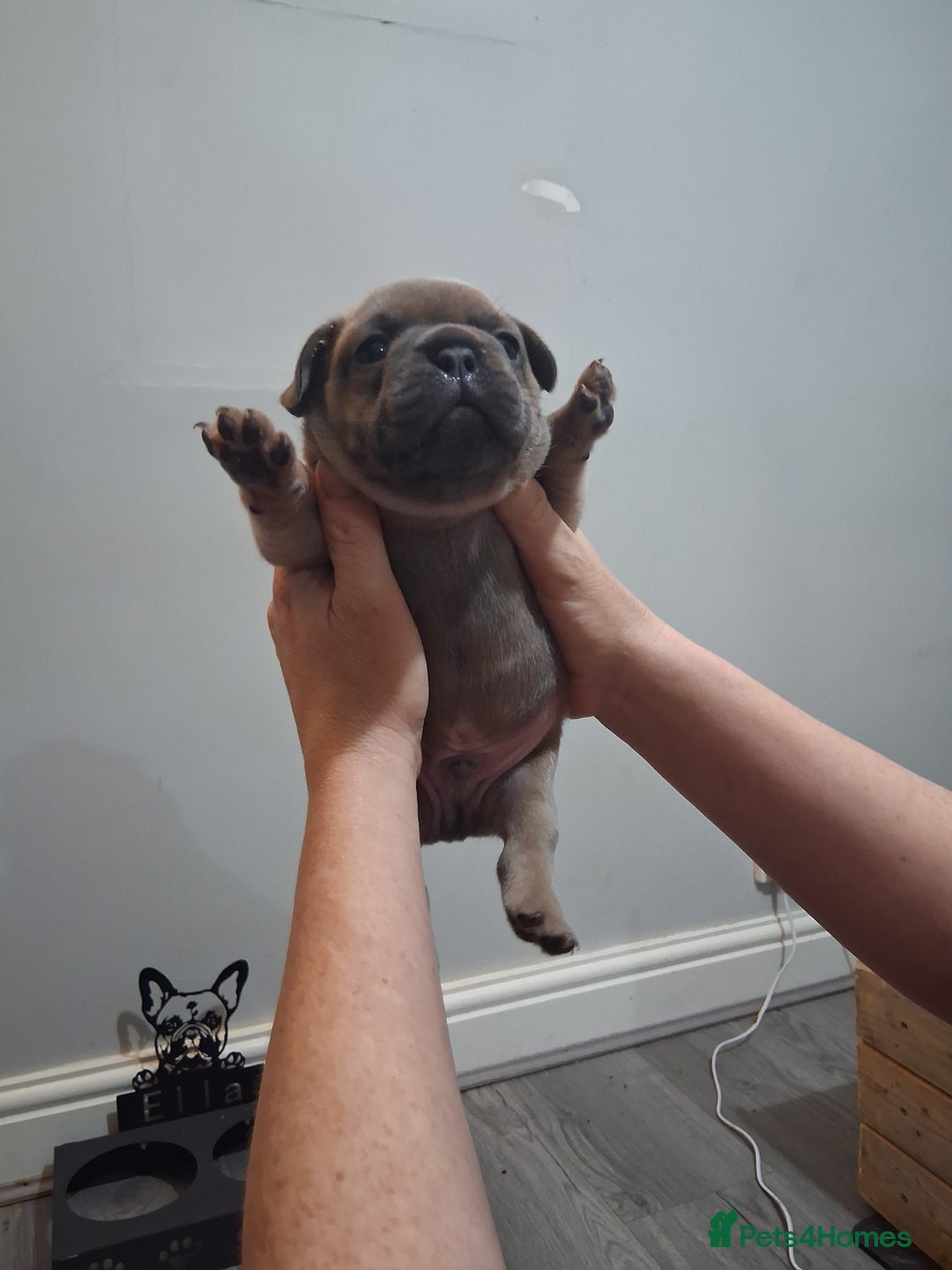 French Bulldog dogs for sale: French bulldogs - Image 5