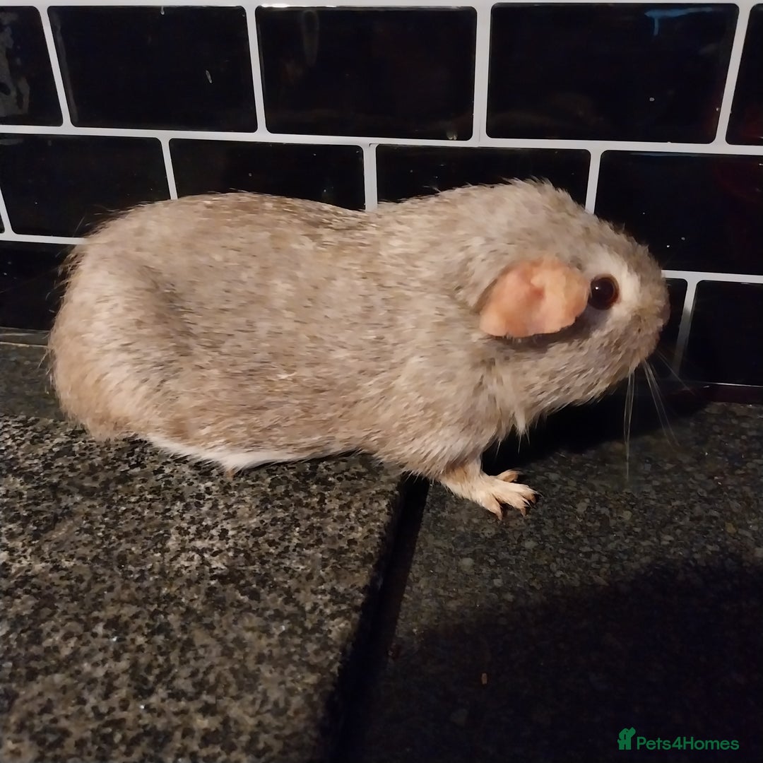 Guinea Pig rodents for sale: Multiple Guinea Pigs for sale - Advert 11
