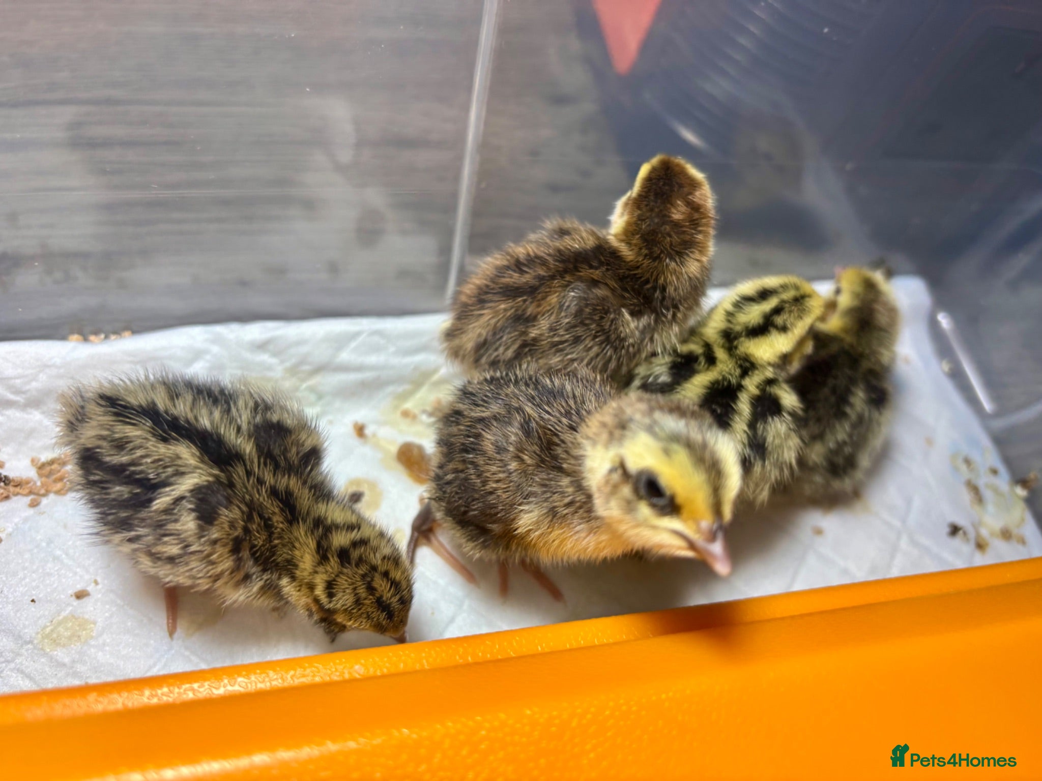 Quail poultry HATCHED 08/07 - 6 Mixed Coturnix Quail Chicks - Advert 3