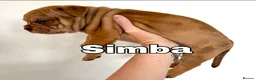 Mixed Breed dogs for sale: Exotic bullies - English bulldog x American bully - Advert 13