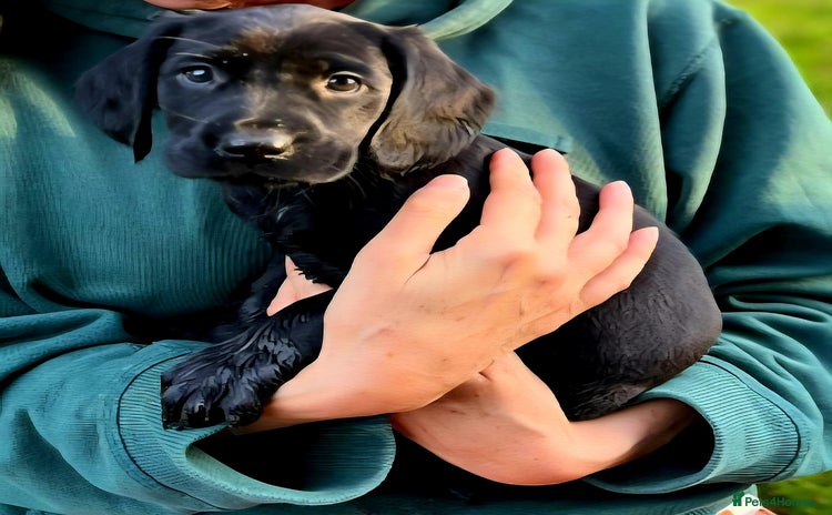 Cockerdor dogs - Advert 11