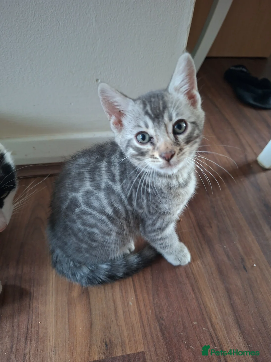 Bengal cats for sale: 3 adorable bengal kittens  - Advert 10