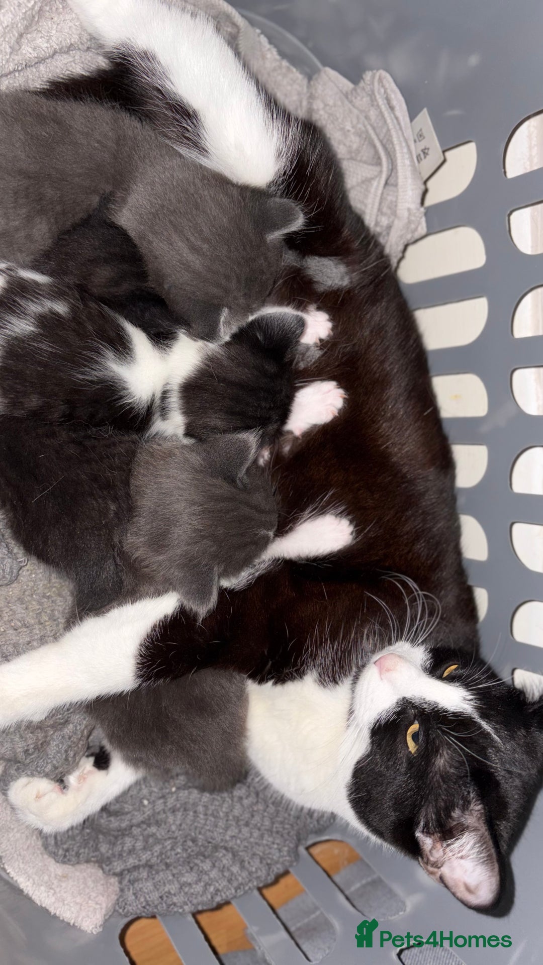 British Shorthair cats for sale: 4 kittens looking for their forever homes  - Image 2