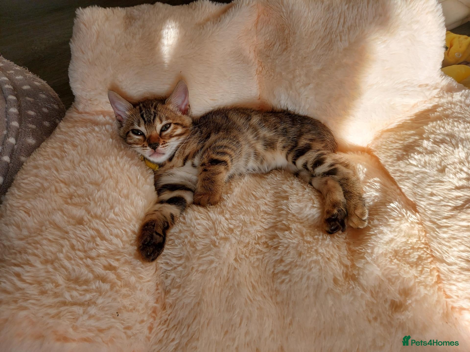 Bengal cats for sale: Pedigree Brown Rosetted Bengal Kittens - Advert 1