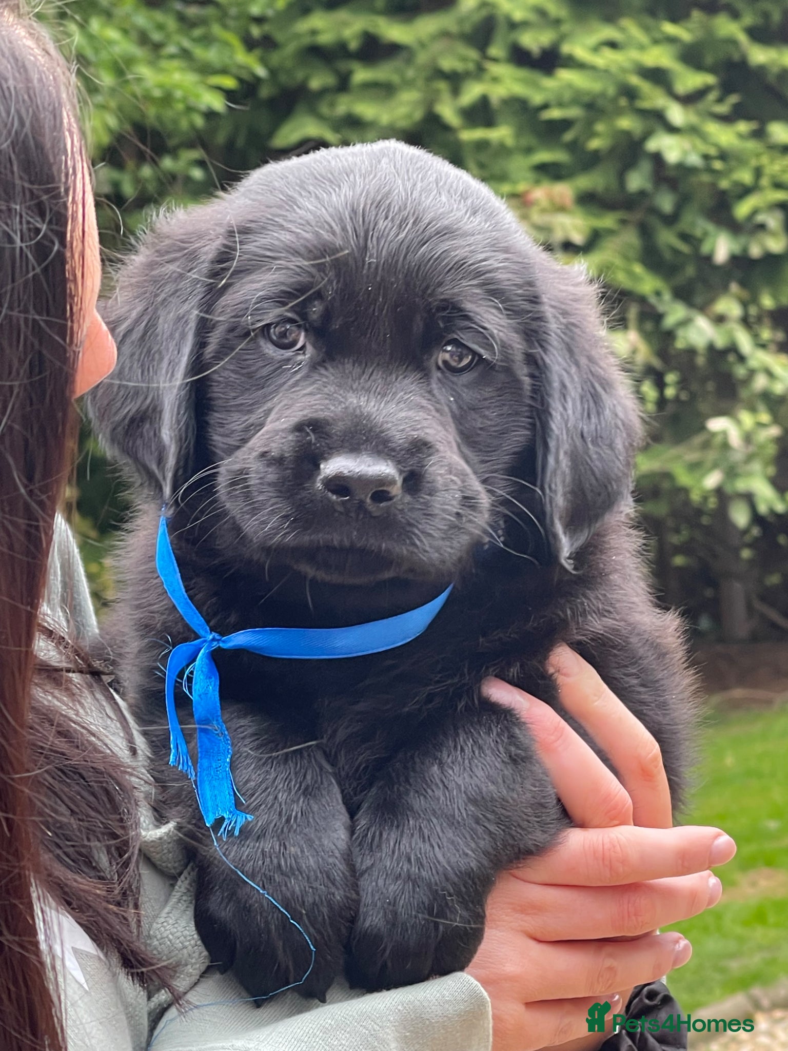 Goldador dogs One stunning goldador boy available ❤️ - Advert 1