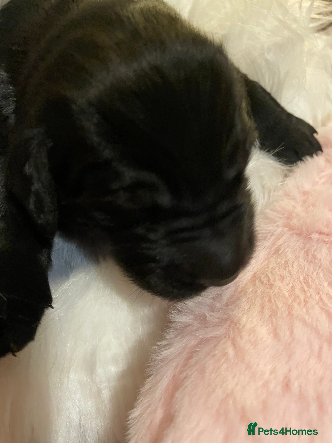 Mixed Breed dogs for sale: Golden retriever x Flatcoat retriever  - Advert 7