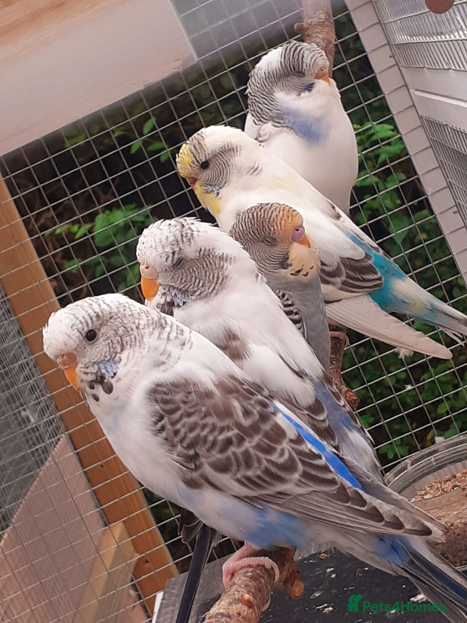 Budgerigars birds Baby Budgies & Adult show type blue budgies - Advert 16