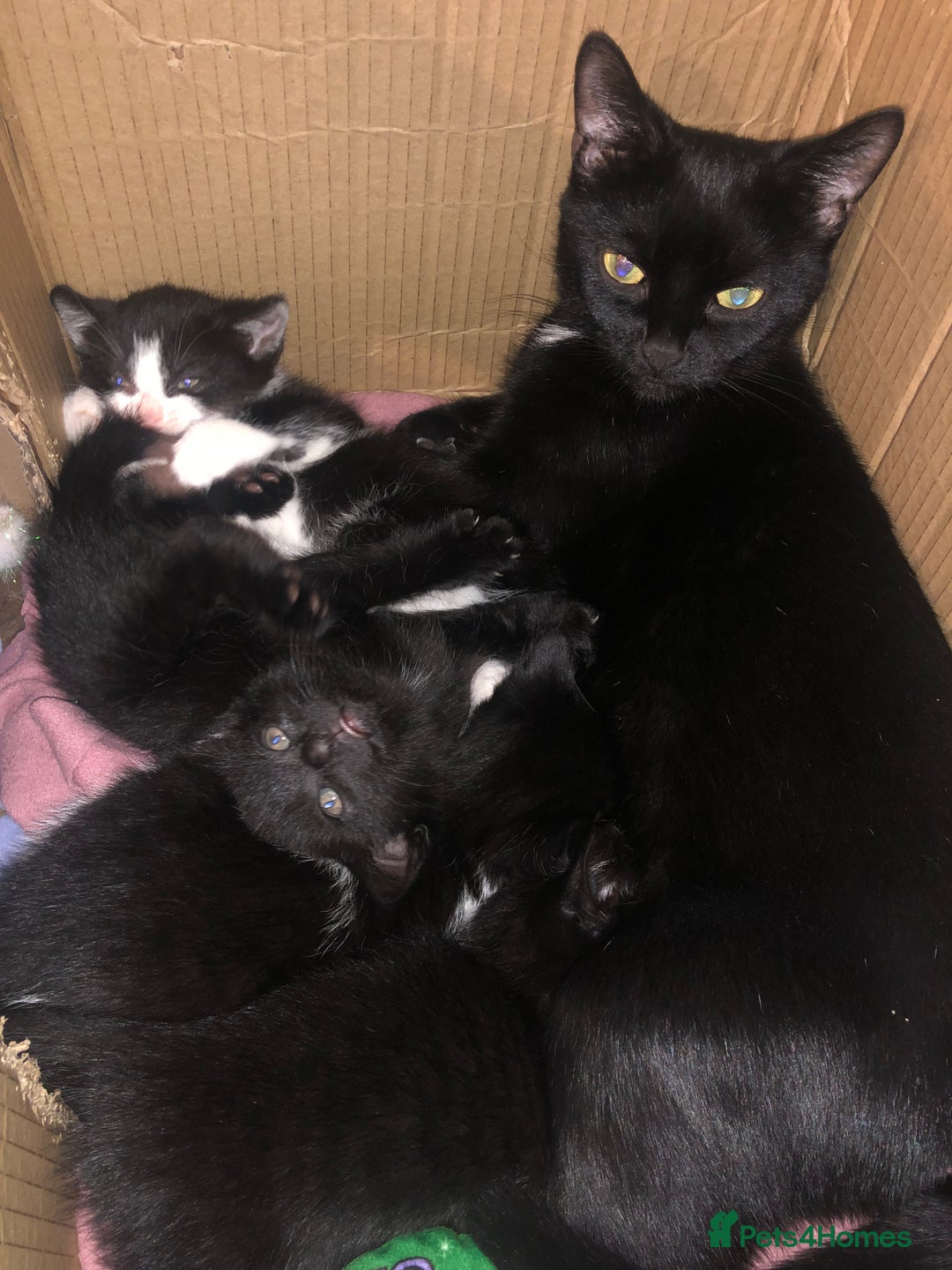 Mixed Breed cats for sale: Mixed kittens from healthy mother - Advert 1