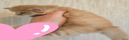 Maine Coon cats for sale: Red Maine Coon XXL Kittens - Advert 8