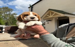 Beagle dogs for sale: Beagle puppies ready soon💕 - Image 13