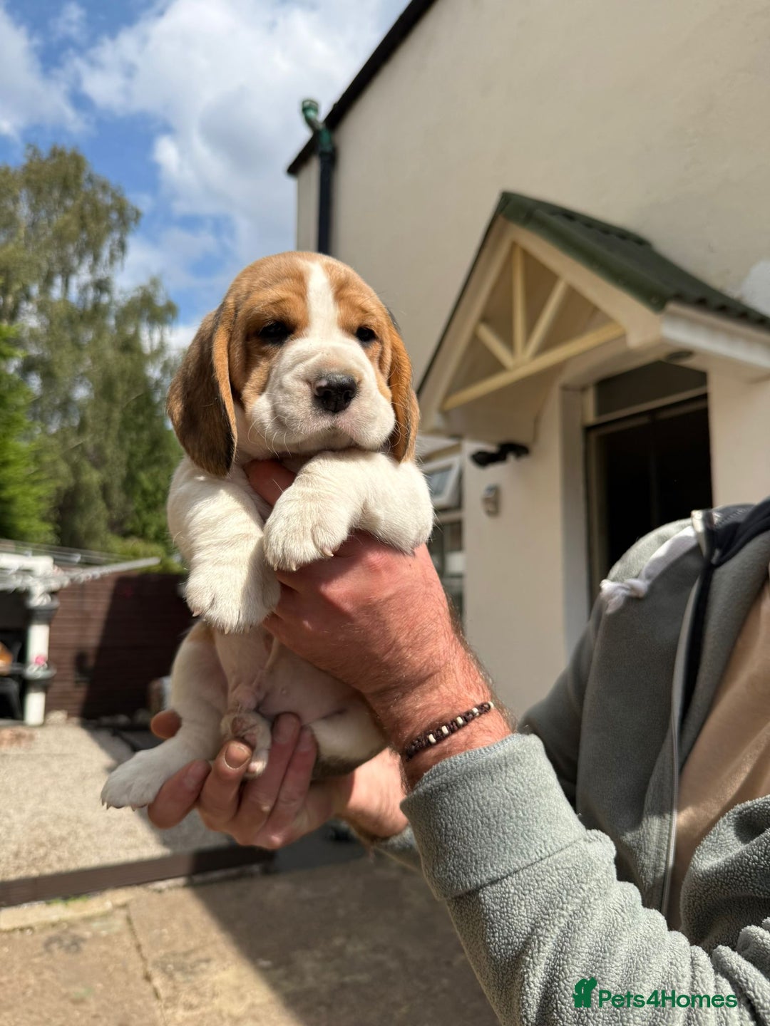Beagle dogs for sale: Beagle puppies ready soon💕 - Image 13