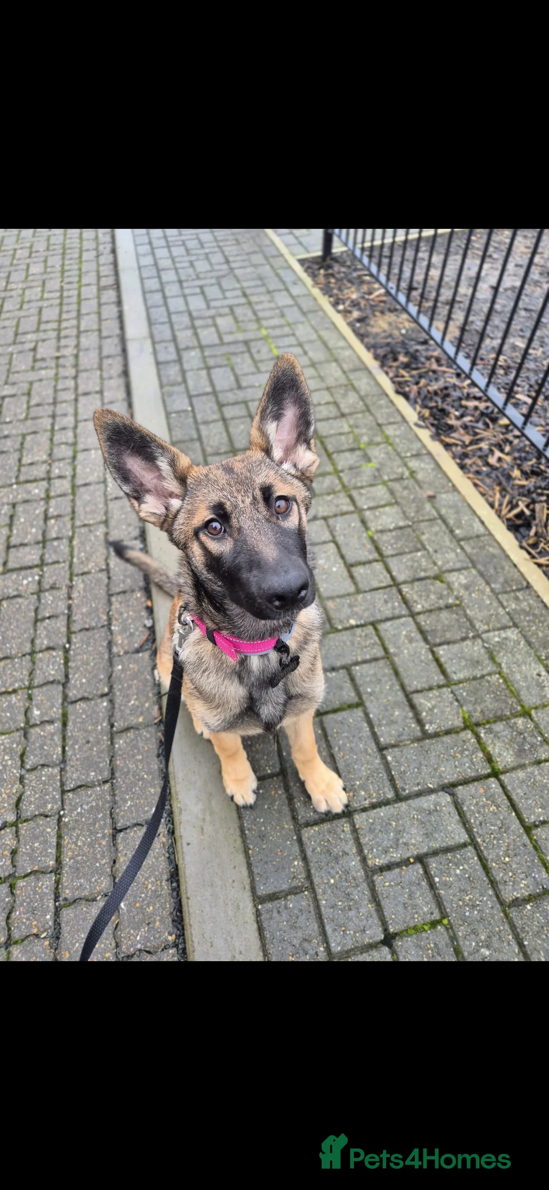 Mixed Breed dogs for sale: Belgian shepherd × German shepherd  - Advert 1