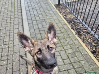 Mixed Breed dogs Belgian shepherd × German shepherd - Advert 4